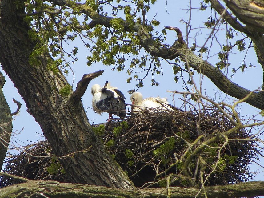 Brutzeit der St&ouml;rche hat begonnen