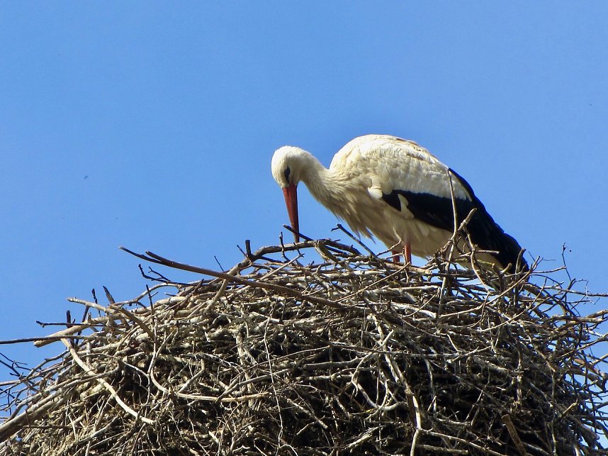 Brutzeit der St&ouml;rche hat begonnen
