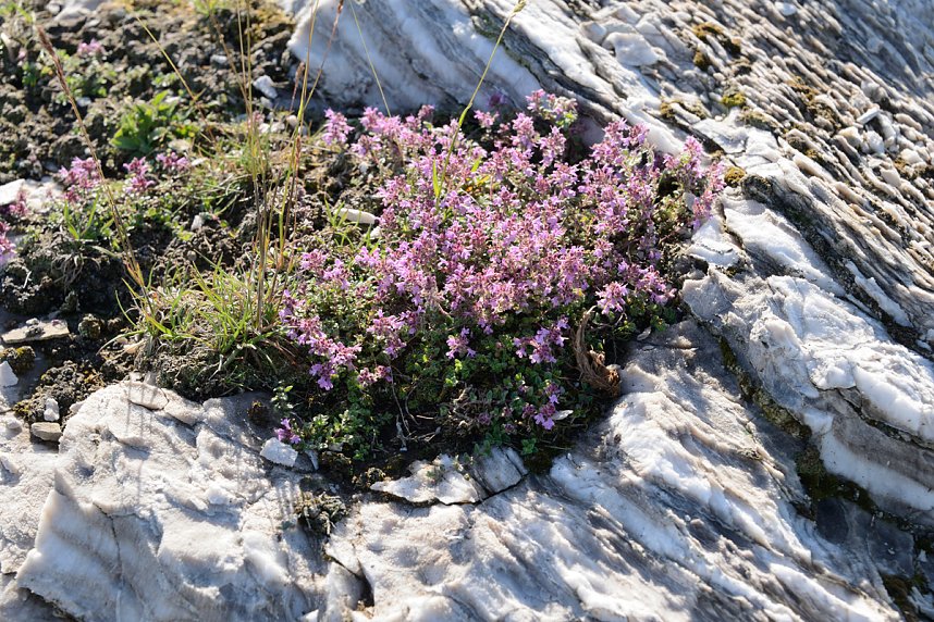 Der Fotowettbewerb soll die Pflanzenwelt in den Fokus nehmen