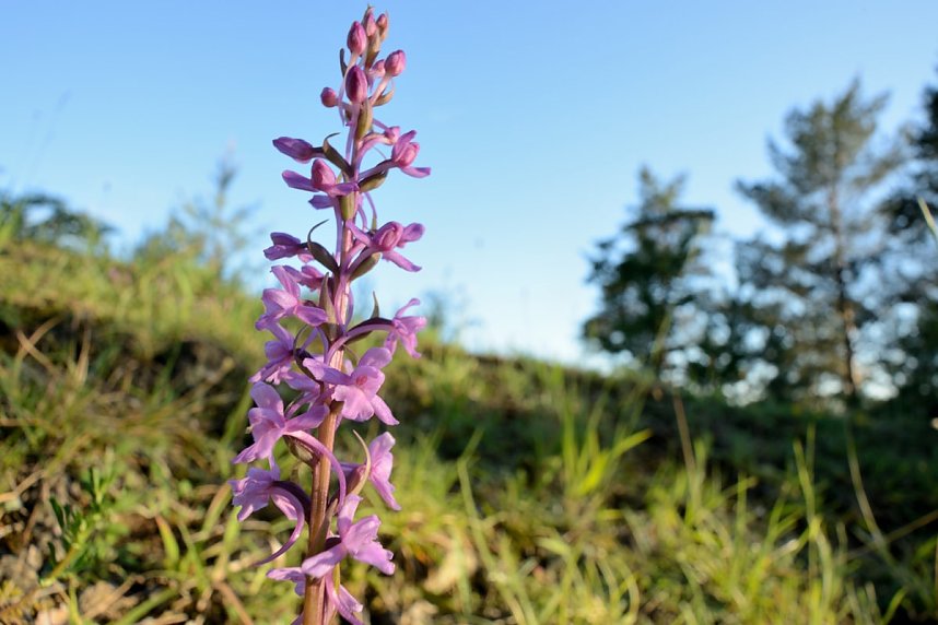 Der Fotowettbewerb soll die Pflanzenwelt in den Fokus nehmen