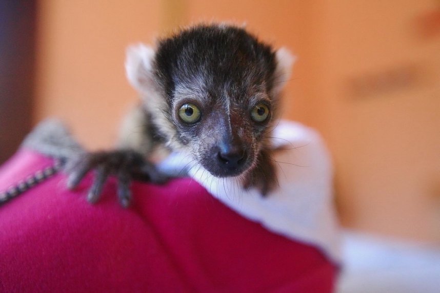 Archiv: Floyd wurde per Hand im Affenpark Strau&szlig;berg aufgezogen