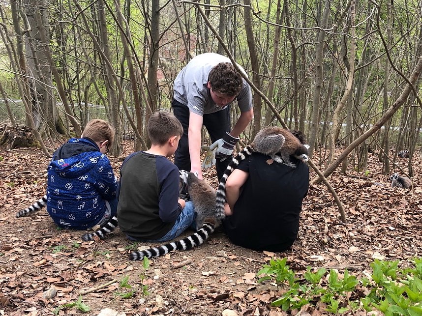 Affengeburtstag und Putzaktion im Affenpark Strau&szlig;berg