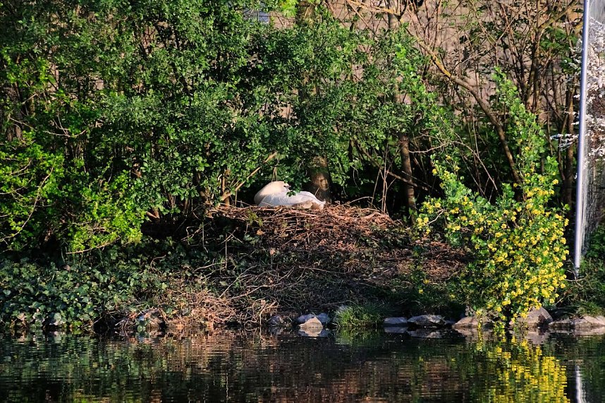 Sie br&uuml;ten noch!