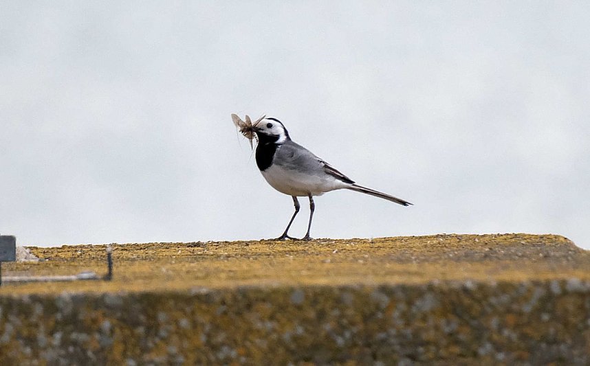 Peter Blei unterwegs am Stausee Kelbra