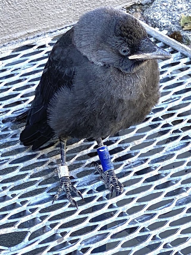 Finger weg von Jungv&ouml;geln