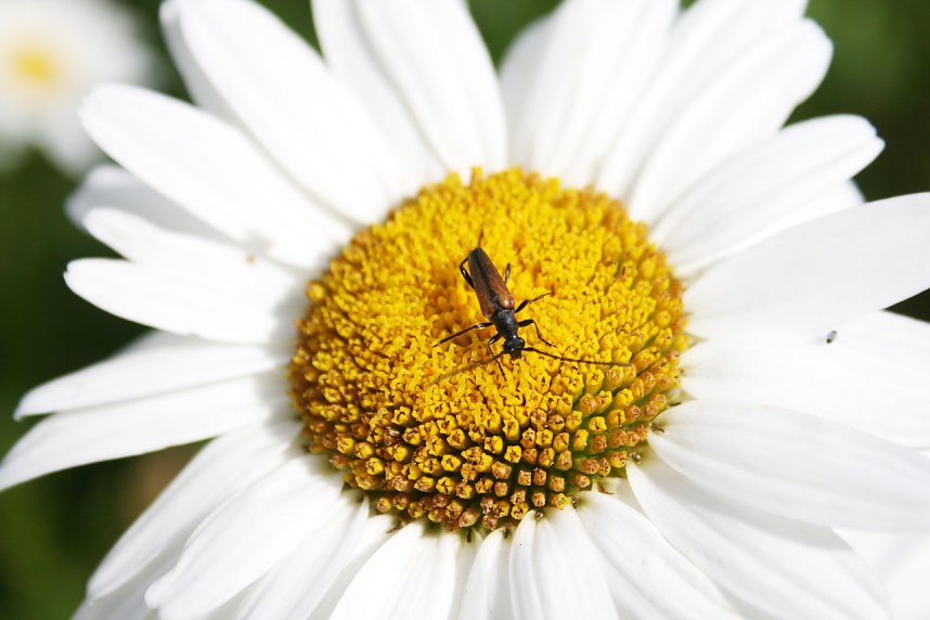 Es summt und brummt im Garten