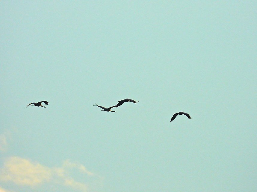 Beobachtungen am Kelbraer Stausee