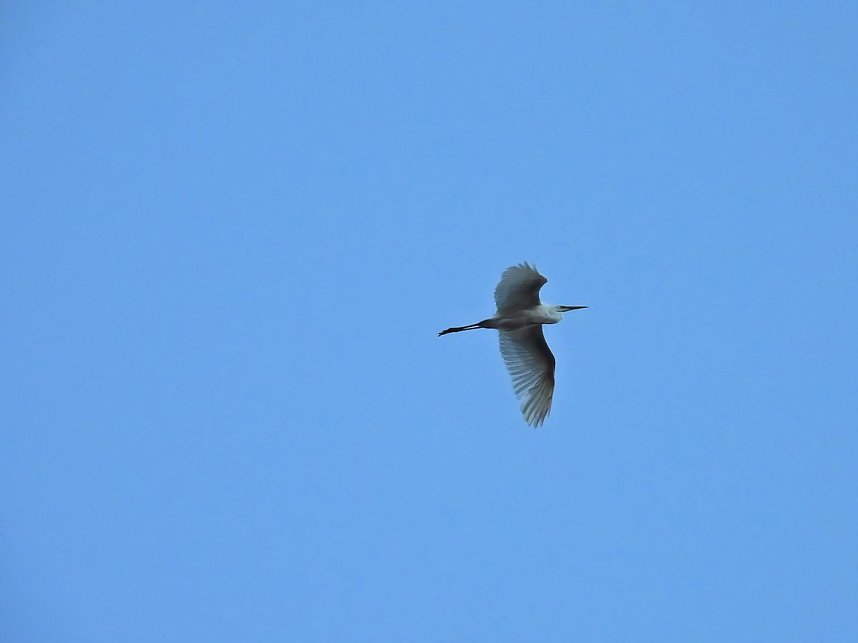 Beobachtungen am Kelbraer Stausee