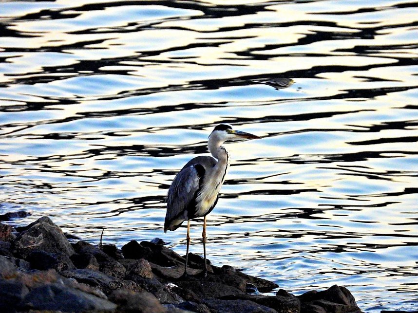 Beobachtungen am Kelbraer Stausee