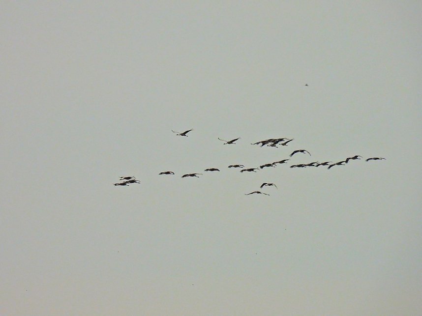 Die Kraniche sind zur&uuml;ck