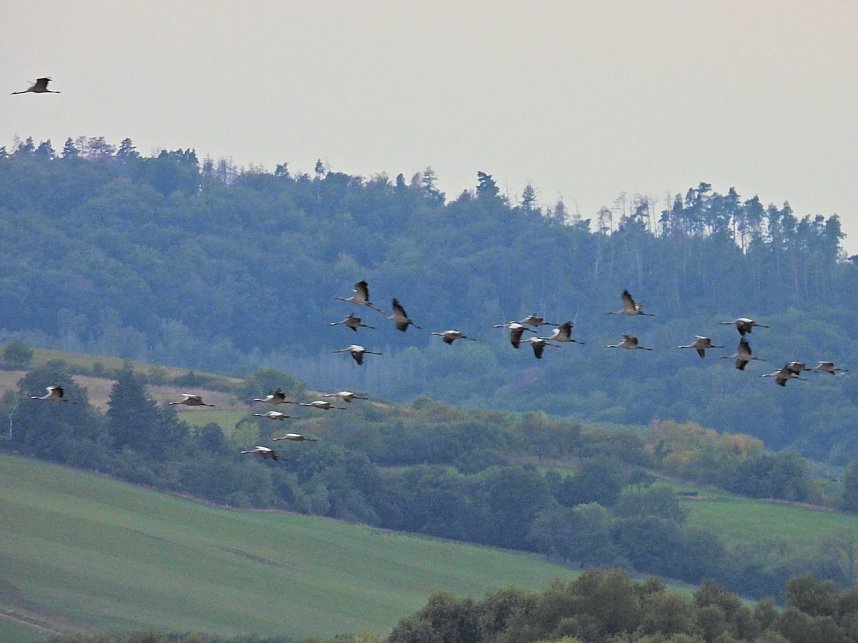 Die Kraniche sind zur&uuml;ck