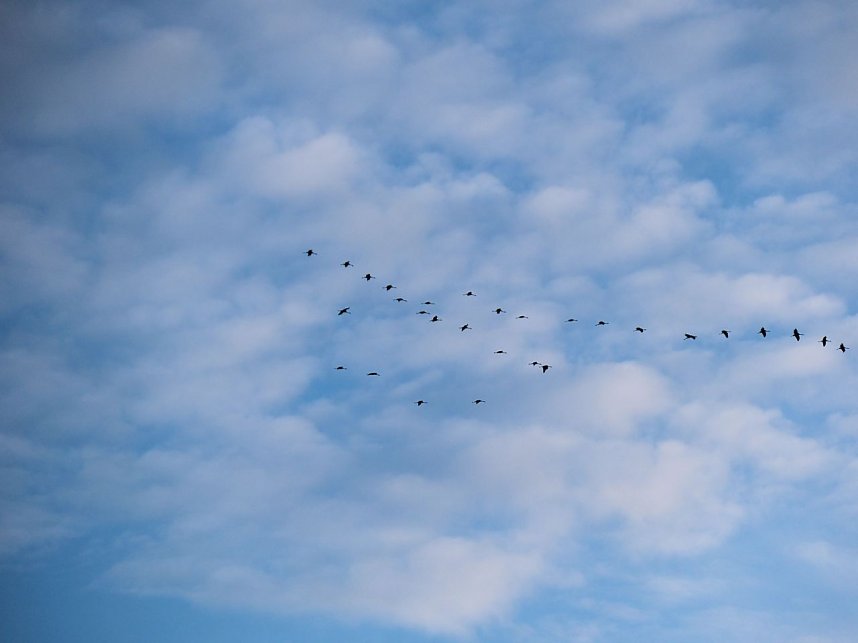 Peter Blei unter Kranichen