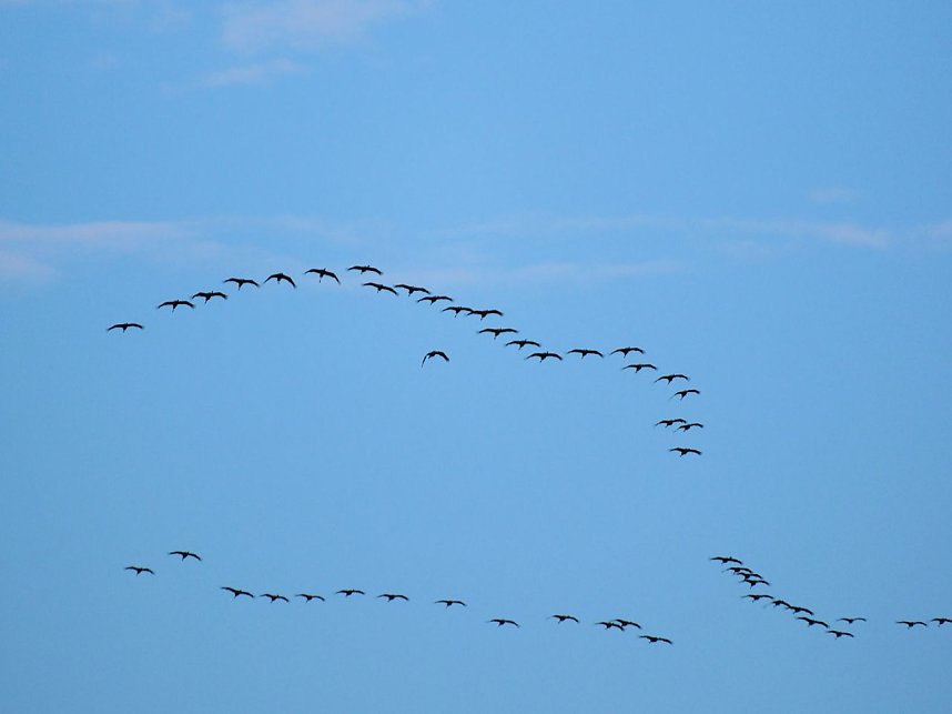 Peter Blei unter Kranichen