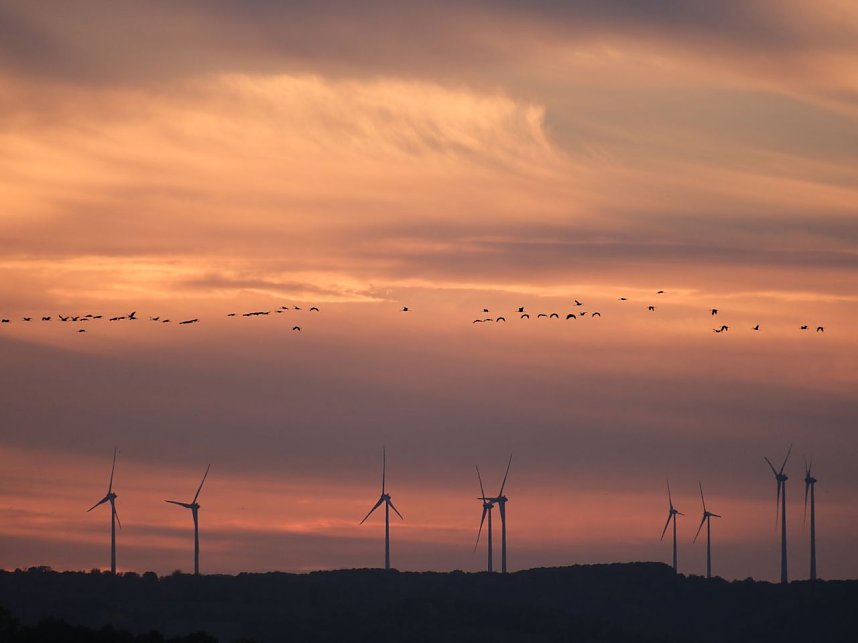 Peter Blei unter Kranichen