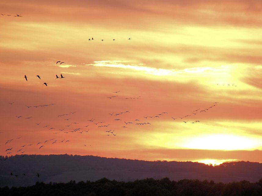 Peter Blei unter Kranichen