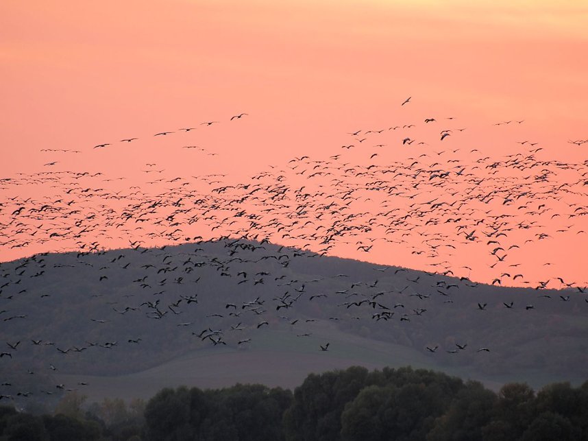 Peter Blei unter Kranichen