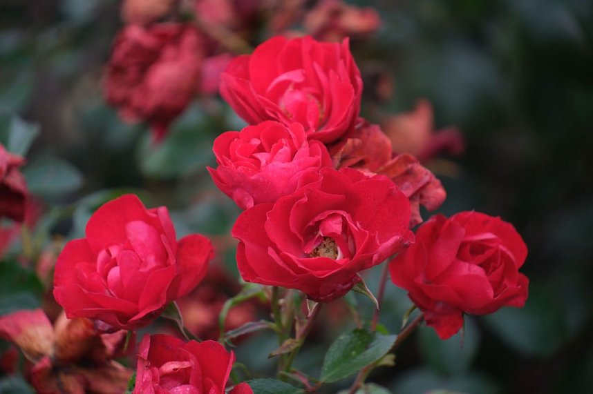 Saisonabschluss im Rosarium