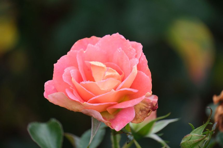 Saisonabschluss im Rosarium