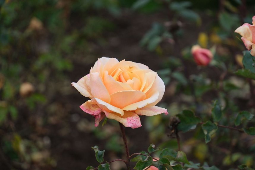 Saisonabschluss im Rosarium