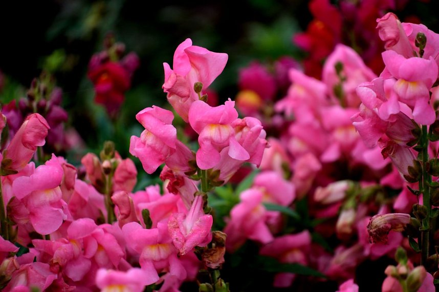 Saisonabschluss im Rosarium