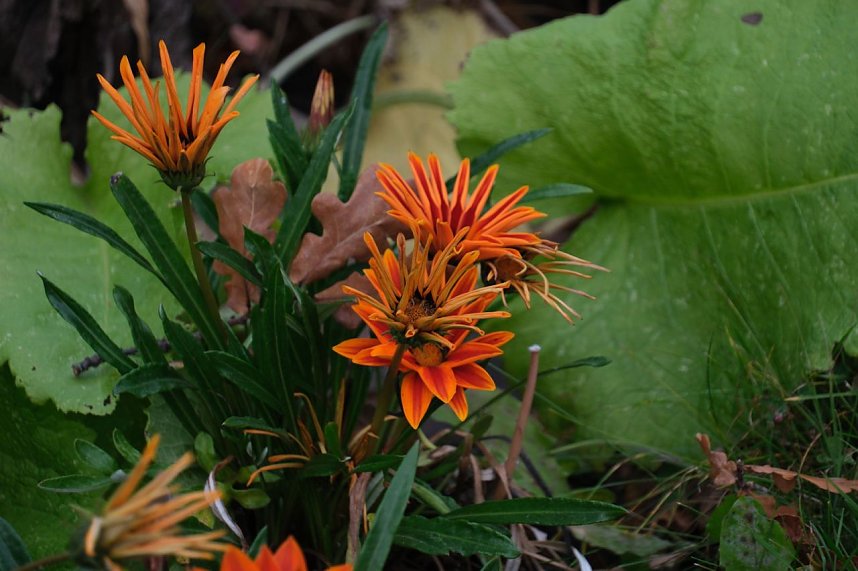 Saisonabschluss im Rosarium