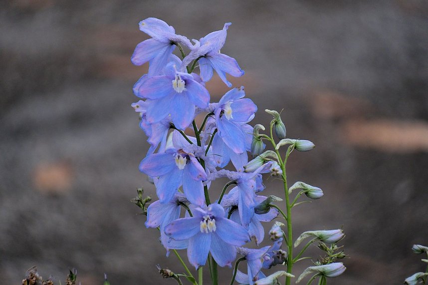Saisonabschluss im Rosarium