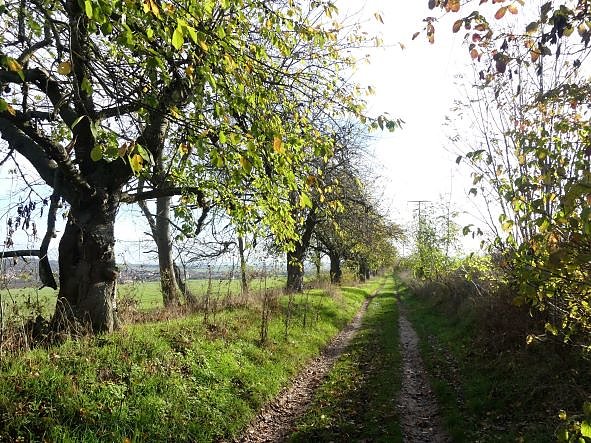 Im Kyffh&auml;userkreis finden sich viele pflegebed&uuml;rftige Obstbaumaleen