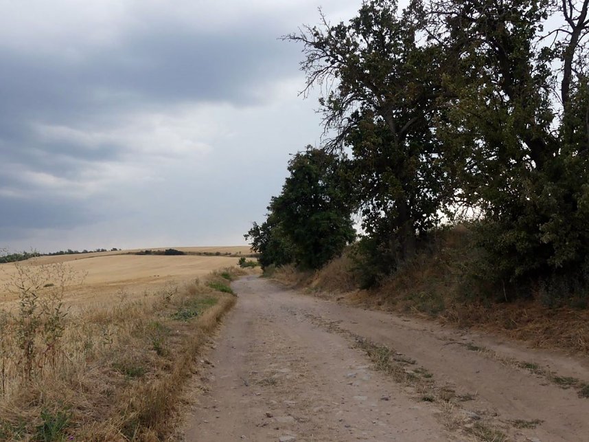 Im Kyffh&auml;userkreis finden sich viele pflegebed&uuml;rftige Obstbaumaleen