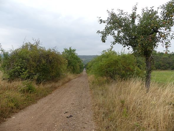 Im Kyffh&auml;userkreis finden sich viele pflegebed&uuml;rftige Obstbaumaleen