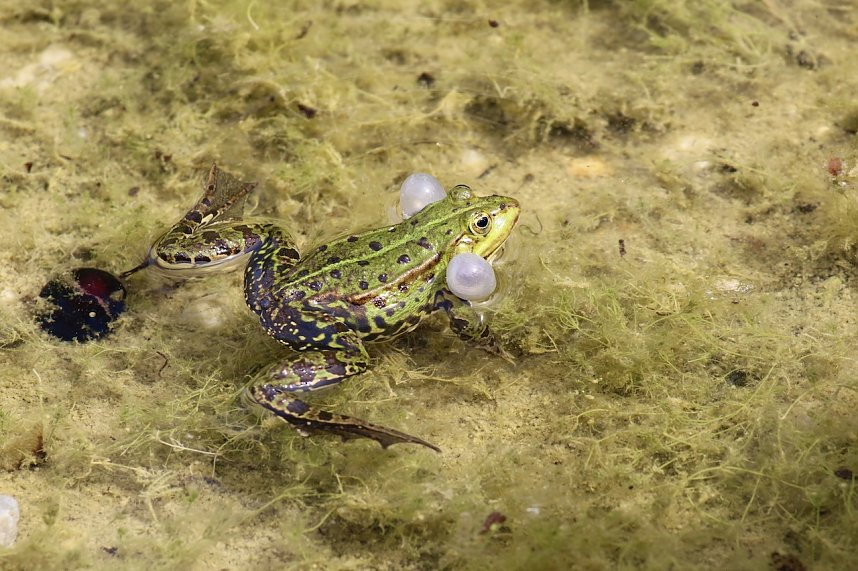 Jahresr&uuml;ckblick 2022 - Kyffh&auml;userkreis