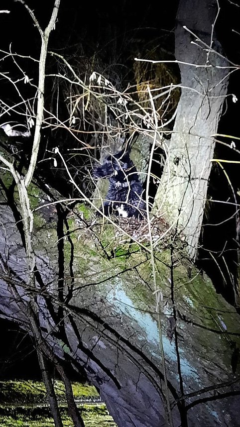 Ausgeb&uuml;chster Hund besch&auml;ftigte gestern 25 Rettungskr&auml;fte