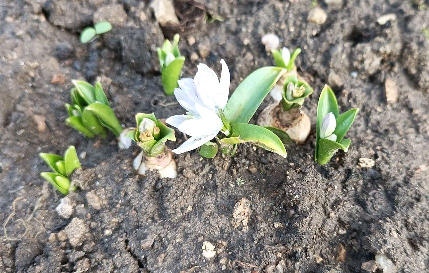 Christrosen im Januar sind nicht ungew&ouml;hnlich