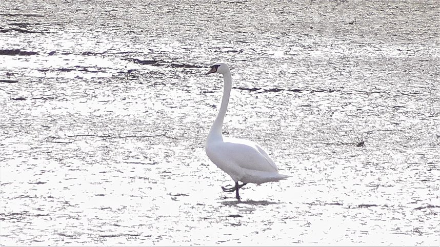 G&auml;hnende Leere im Stausee Kelbra