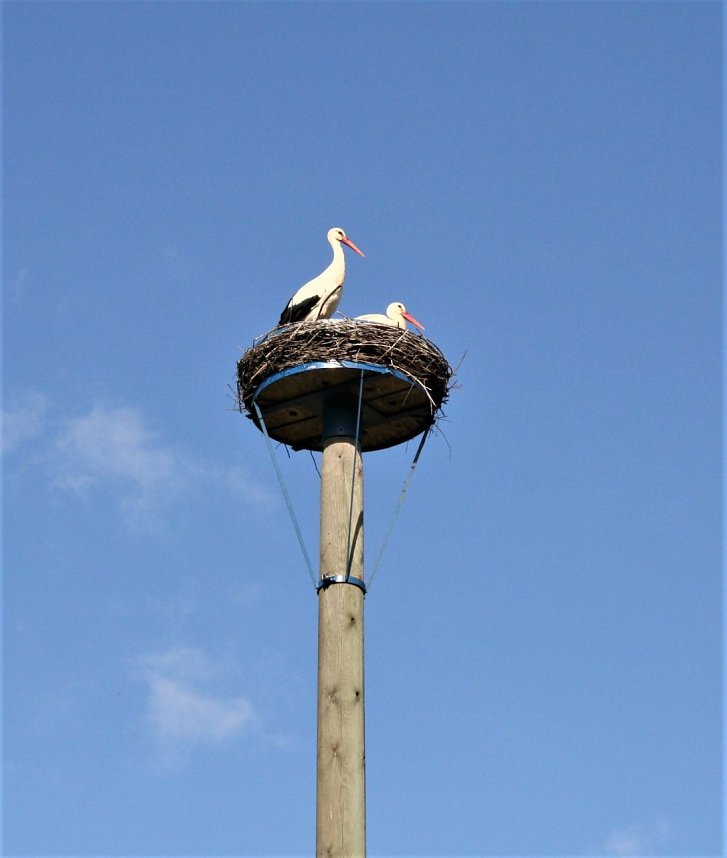 St&ouml;rche zu Gast