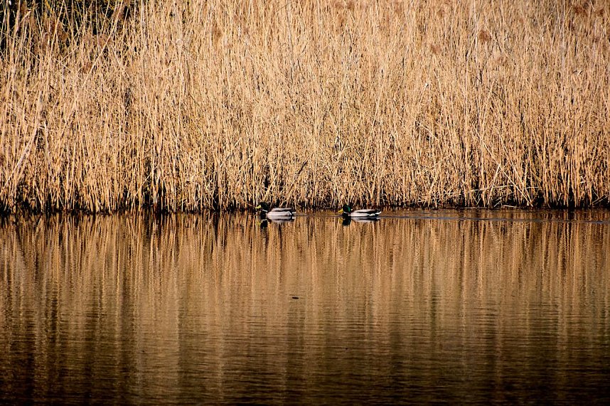 Osterspaziergang im Vorharz