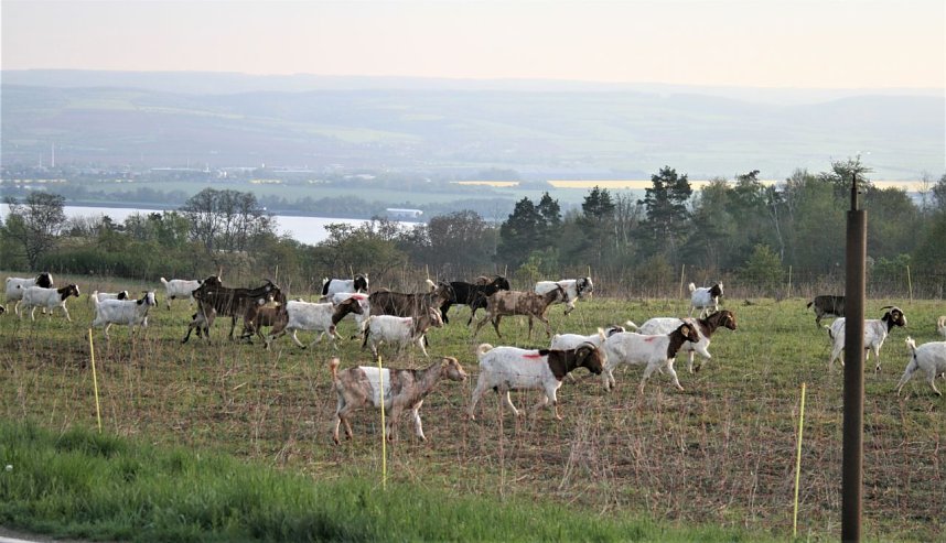Schnappsch&uuml;sse aus der Goldenen Aue