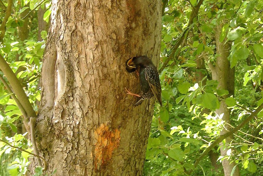 Schnappsch&uuml;sse aus der Goldenen Aue