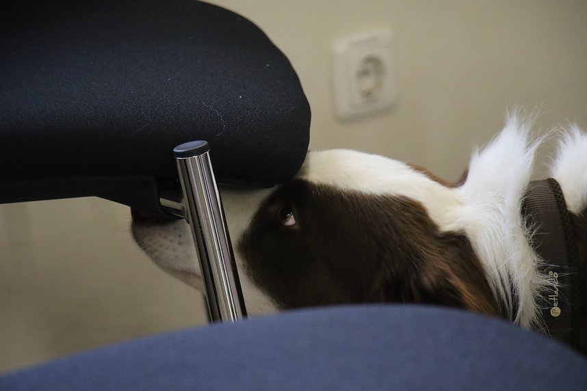 Besuch bei der Nordh&auml;user Hundestaffel