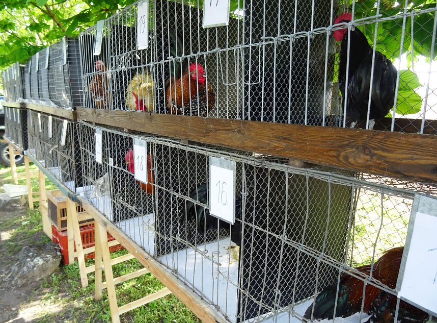 H&auml;hnekr&auml;hen in Etzleben