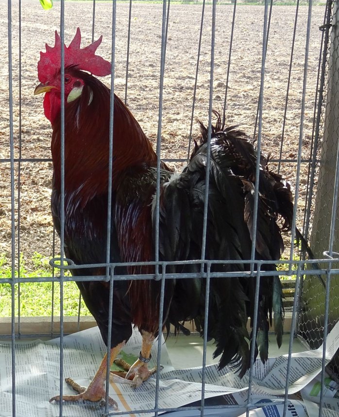 H&auml;hnekr&auml;hen in Etzleben