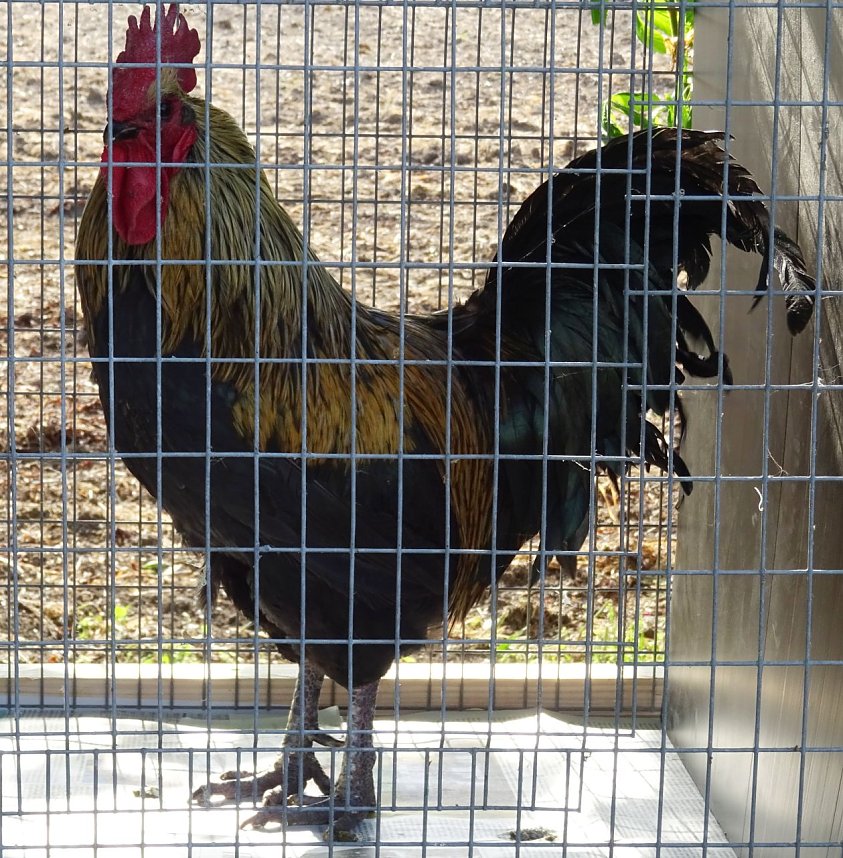 H&auml;hnekr&auml;hen in Etzleben