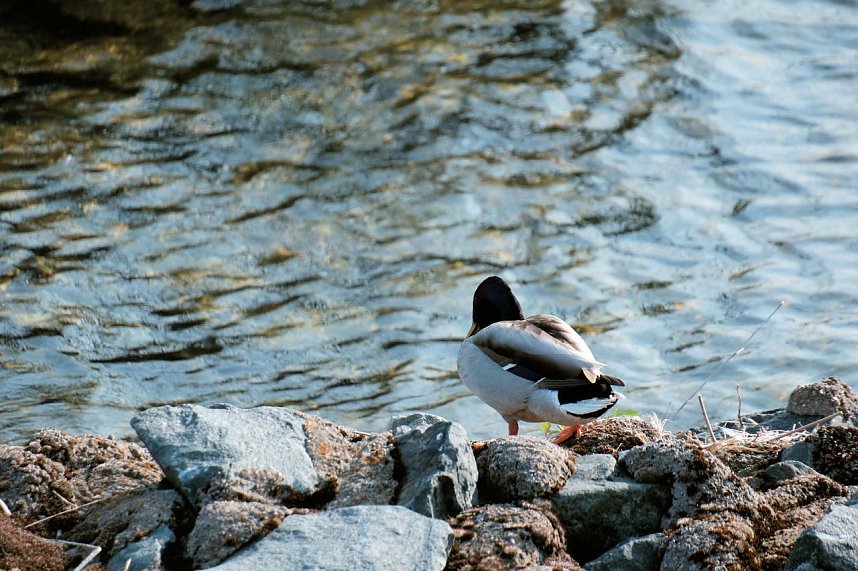 Am Stausee in Kelbra