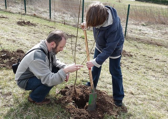 Baumpflanzung Bad Frankenhausen