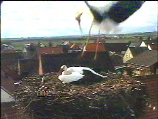 Jetzt sind es zwei St&ouml;rche