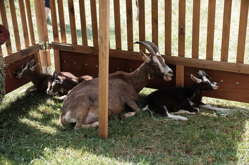 Peter Blei auf dem 31. Kunstmarkt in Friedrichsrode