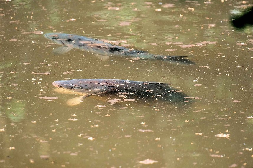 Die Wunder der Natur eingefangen von der Kamera