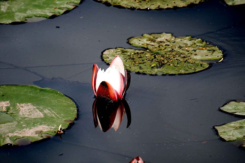 Die Wunder der Natur eingefangen von der Kamera