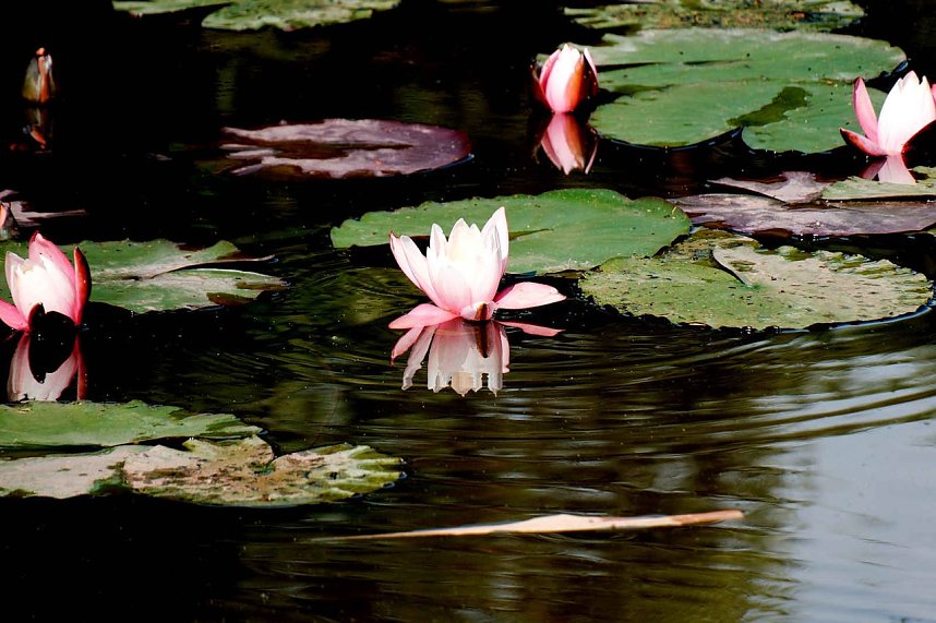 Die Wunder der Natur eingefangen von der Kamera