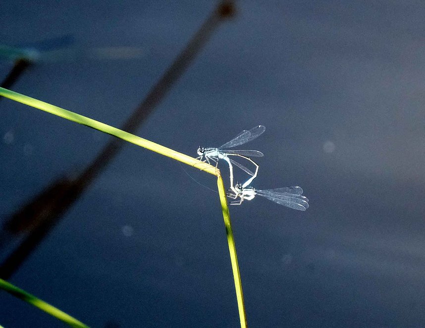 Die Wunder der Natur eingefangen von der Kamera
