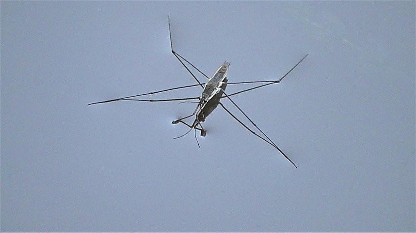 Schnappsch&uuml;sse aus der Goldenen Aue